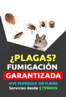 Fumigación de hormigas